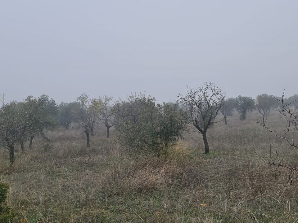 Finca i Bovera, Lerida - foto 2