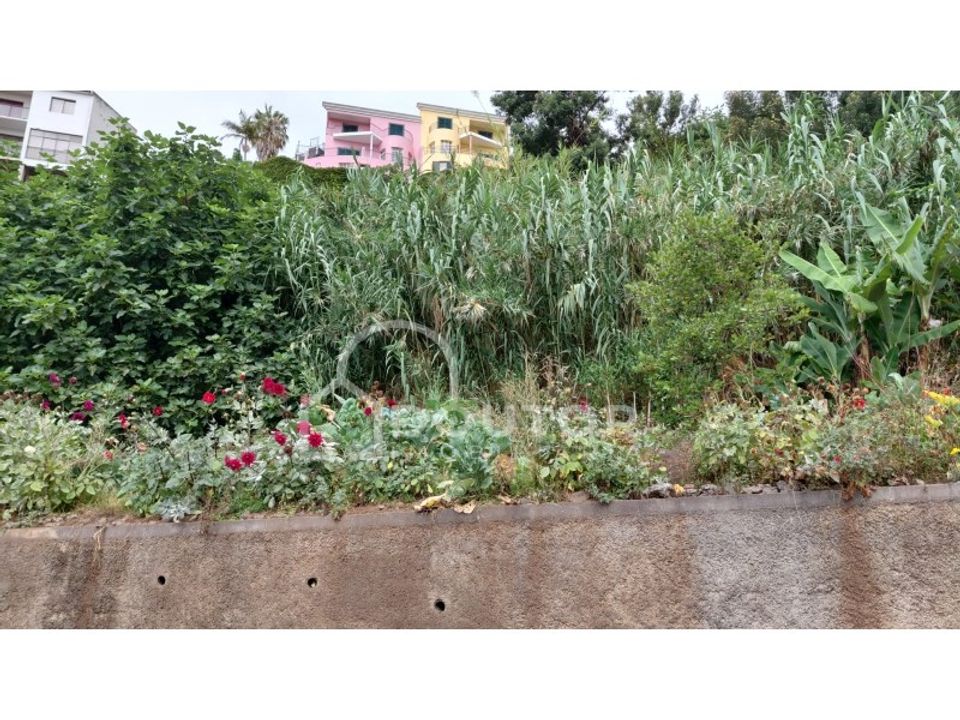 Helårsgrund i Sao Roque, Madeira - foto 4