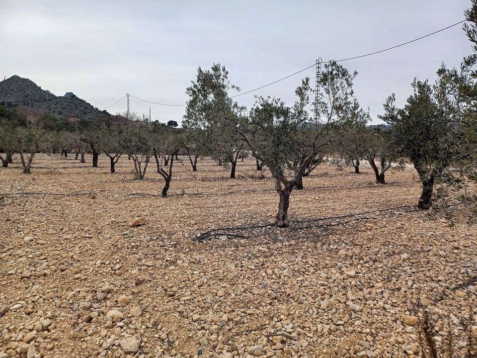 Helårsgrund i La Romana, Alicante - foto 1
