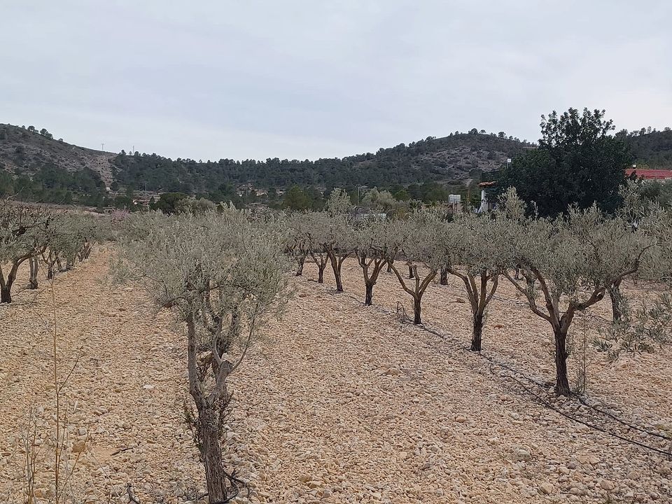 Helårsgrund i La Romana, Alicante - foto 2