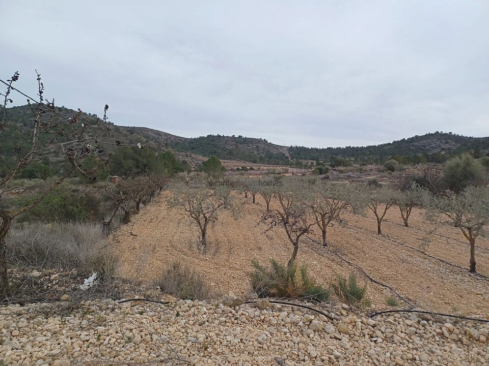 Helårsgrund i La Romana, Alicante - foto 3