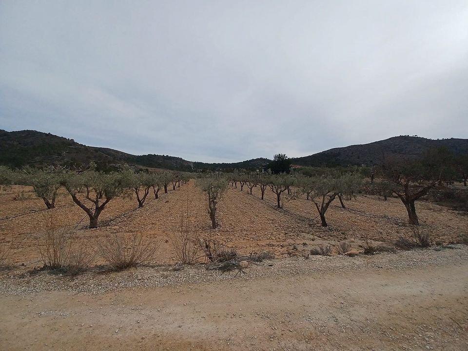 Helårsgrund i La Romana, Alicante - foto 4