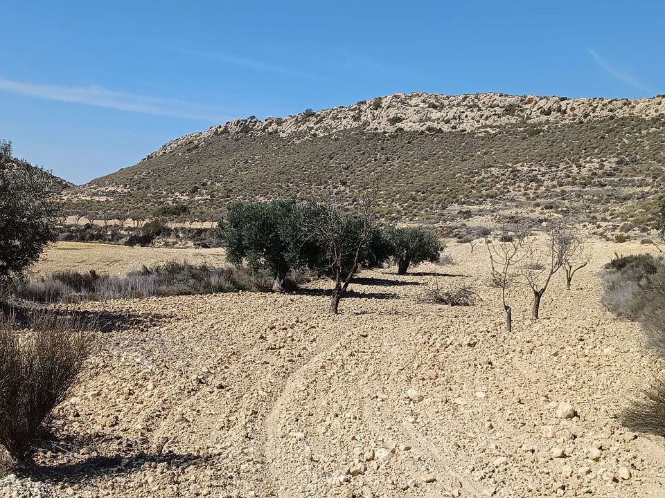 Helårsgrund i Pinoso, Alicante - foto 2