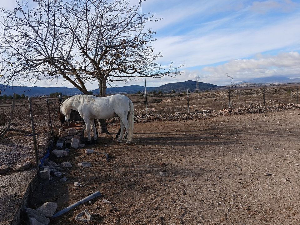 Casa rural em Monovar, Alicante - foto 5
