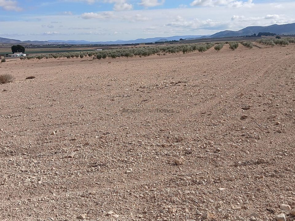 Helårsgrund i Yecla, Murcia - foto 2