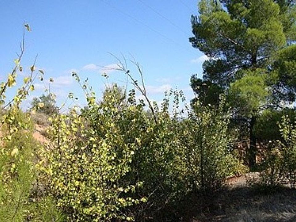 Helårsgrund i Ayora, Valencia - foto 2