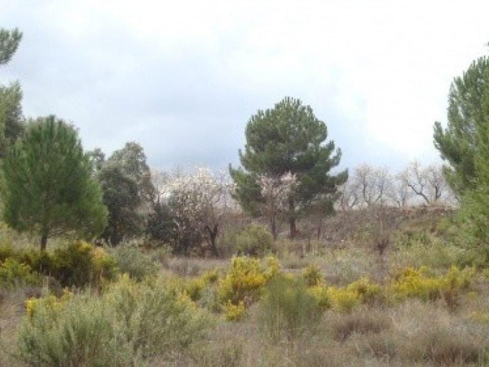 Grond in Ayora, Valencia - foto 5