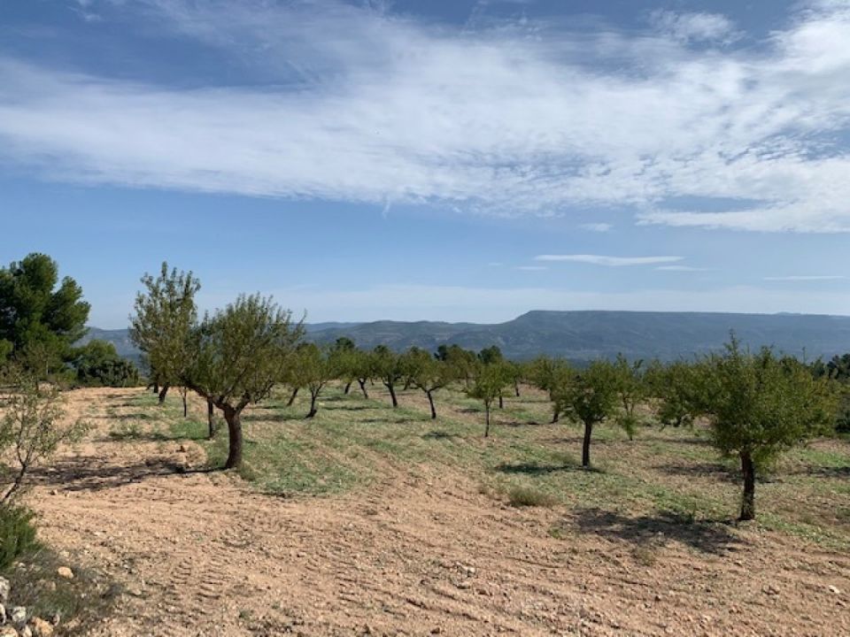 Finca i Jarafuel, Valencia - foto 2