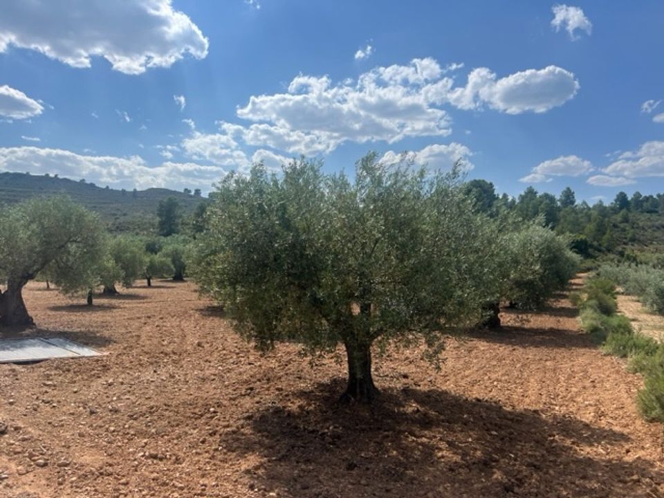 Finca i Zarra, Valencia - foto 3