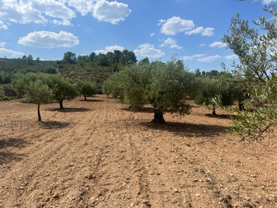 Finca i Zarra, Valencia - foto 5