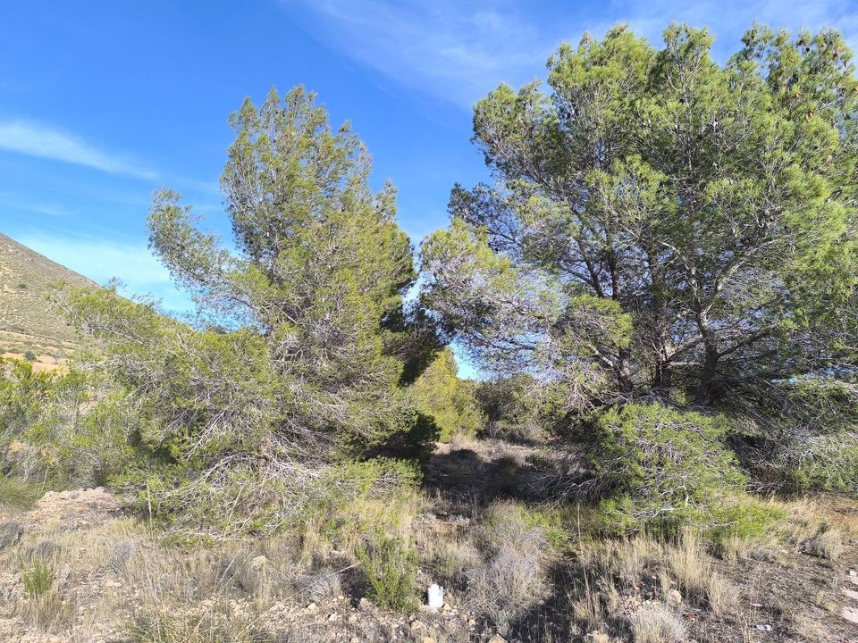 Helårsgrund i Alicante, Alicante - foto 5