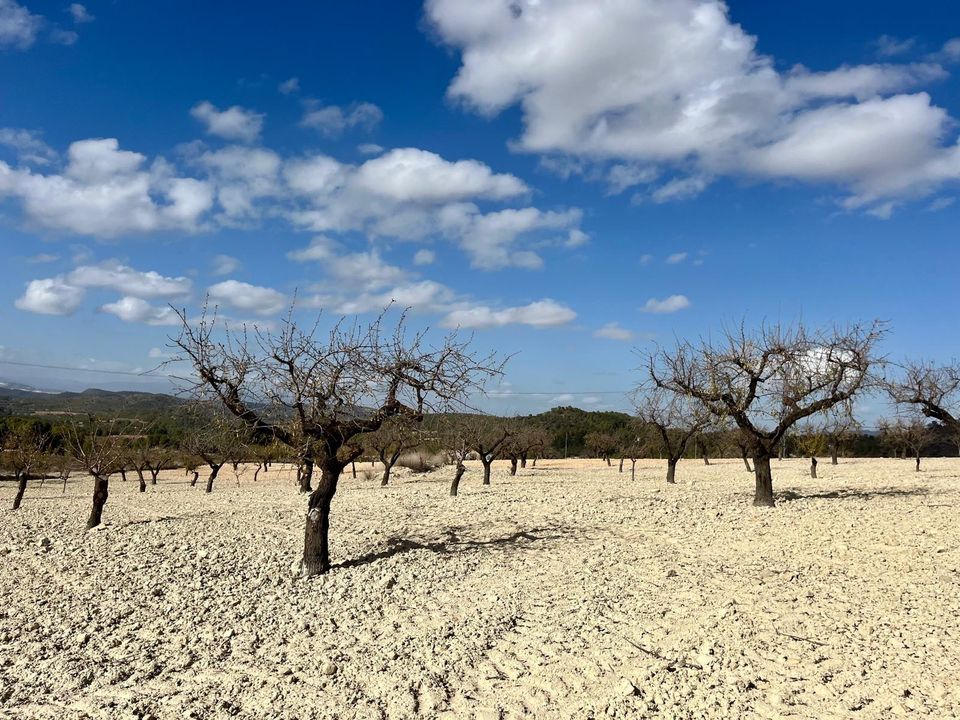 Helårsgrund i Bullas, Murcia - foto 4