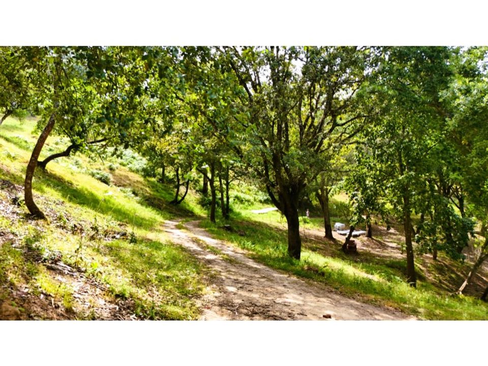 Farm i Alcobaca, Leiria - foto 4