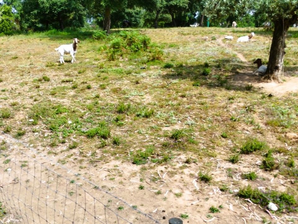 Farm i Alcobaca, Leiria - foto 5