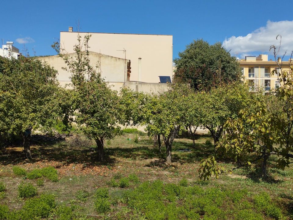 Tomt i Lloseta, Mallorca - bilde 2