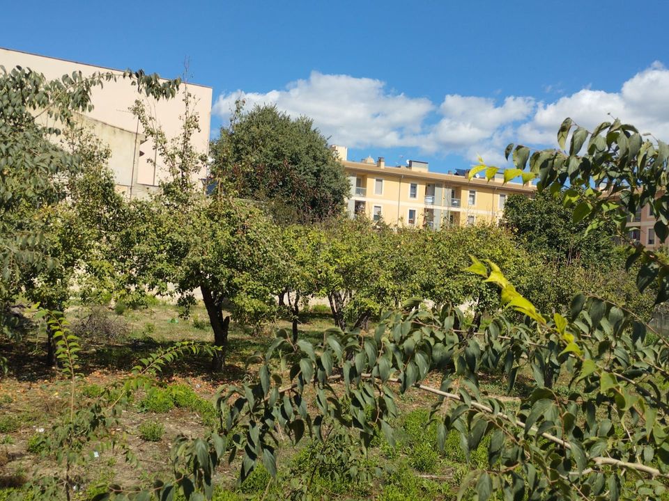 Tomt i Lloseta, Mallorca - bilde 3