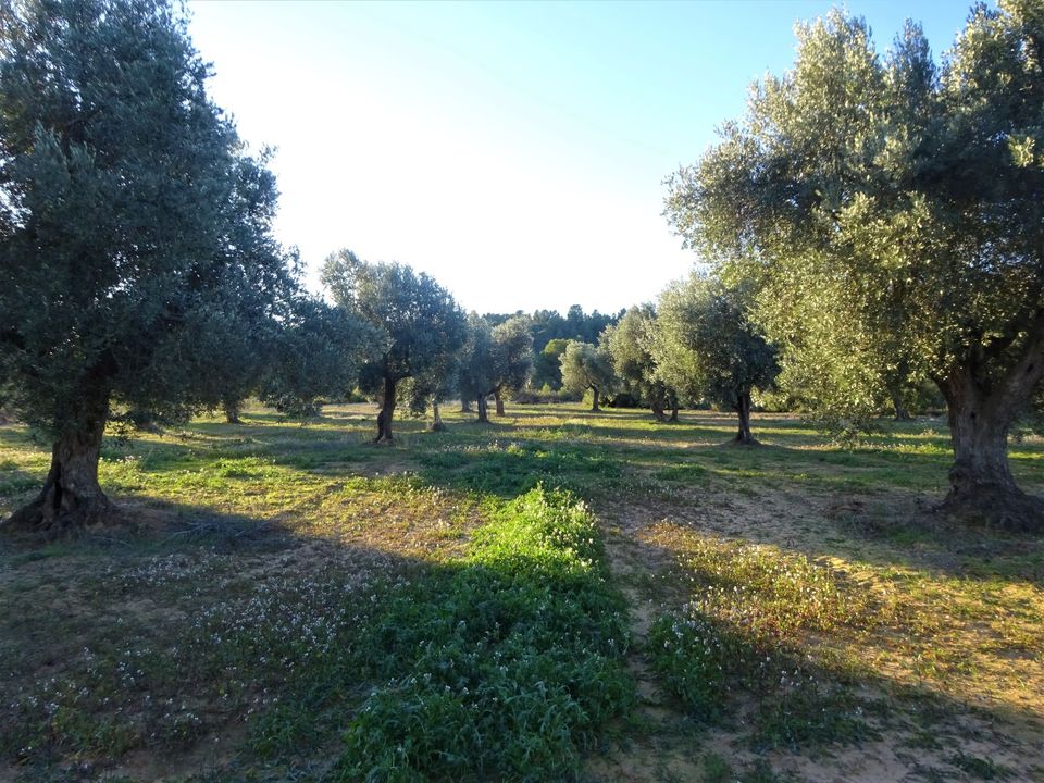 Finca i Maella, Zaragoza - foto 5