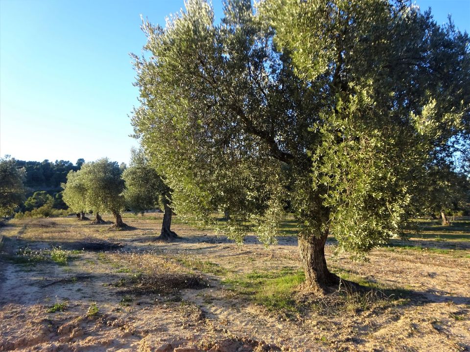 Finca i Maella, Zaragoza - foto 2
