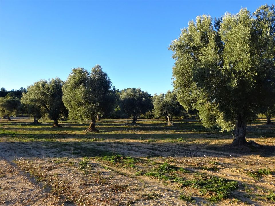 Finca i Maella, Zaragoza - foto 3
