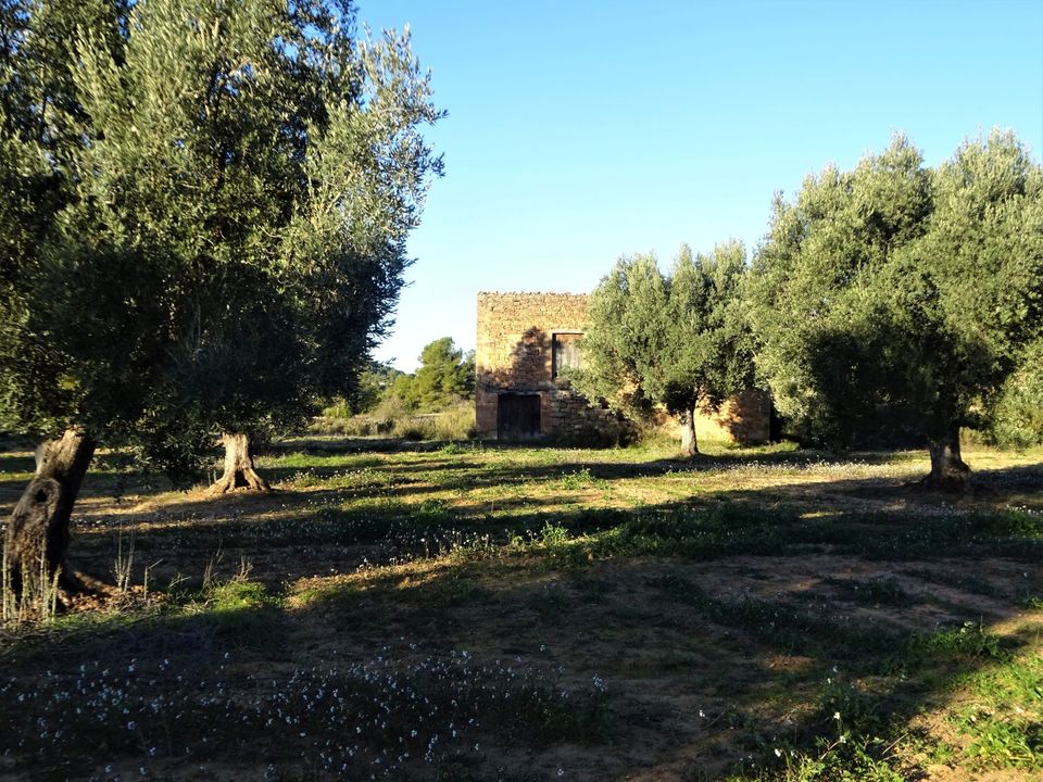 Finca i Maella, Zaragoza - foto 4