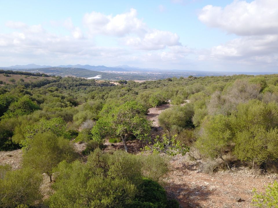 Tomt i Manacor, Mallorca - bilde 4