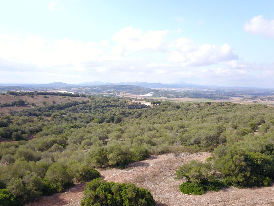 Tomt i Manacor, Mallorca - bilde 5