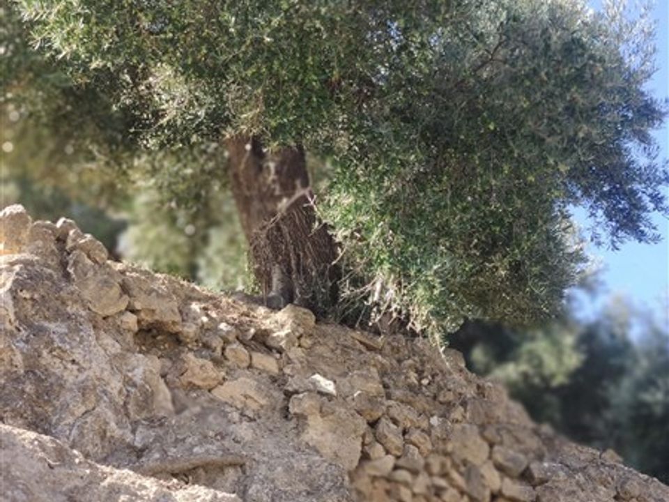 Helårsgrund i Izbor, Granada - foto 5