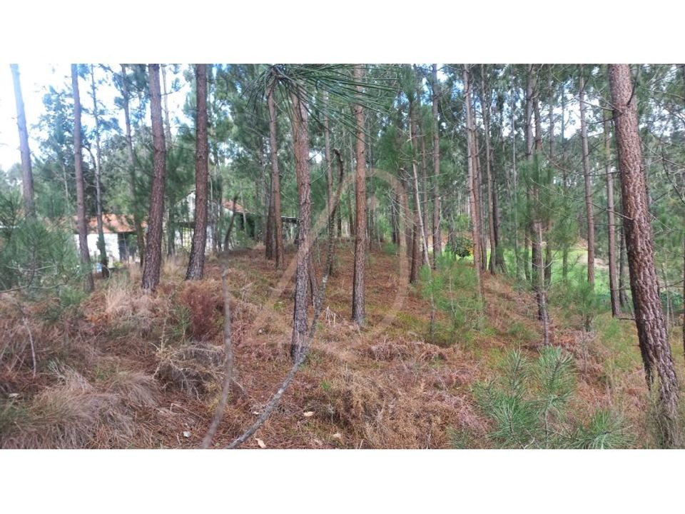Helårsgrund i Matas e Cercal, Santarem - foto 4