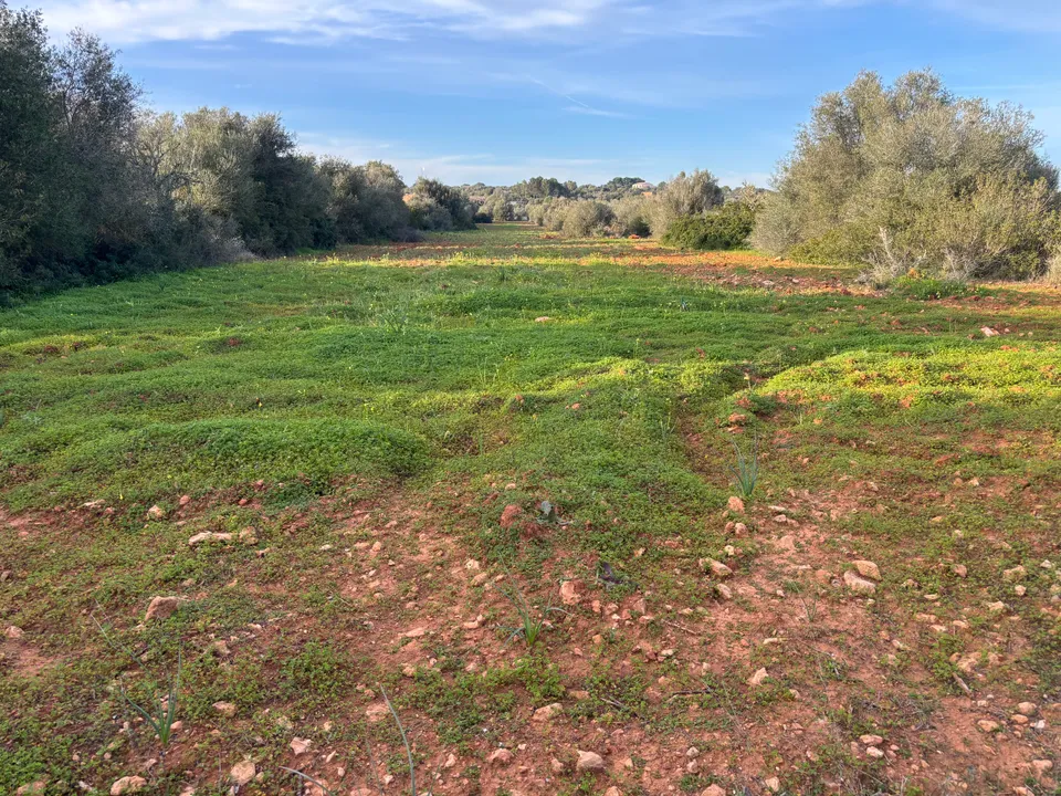 Helårsgrund i Santanyi, Mallorca - foto 2