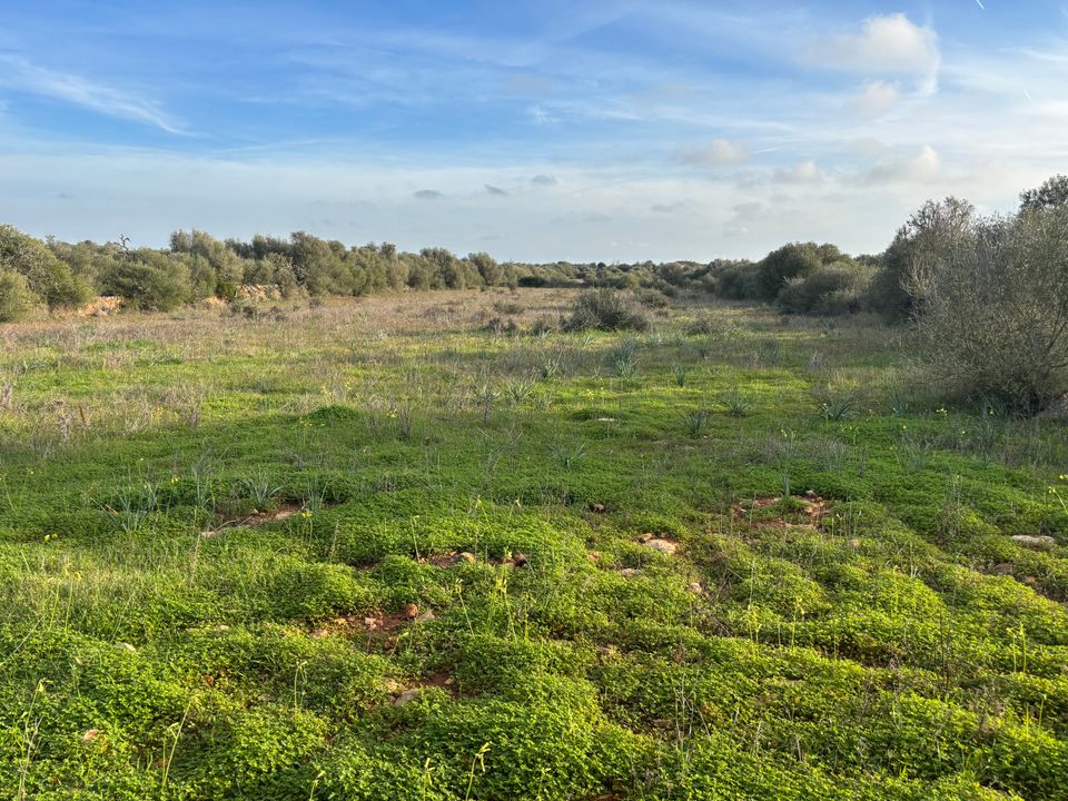 Helårsgrund i Santanyi, Mallorca - foto 3