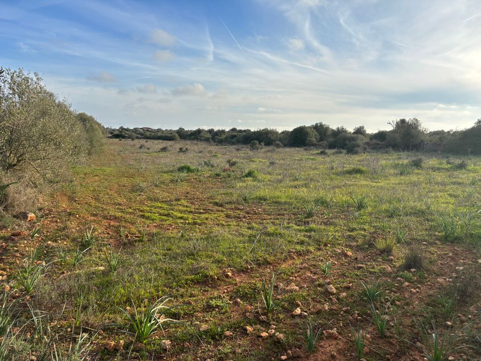 Helårsgrund i Santanyi, Mallorca - foto 4