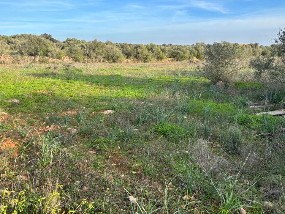 Helårsgrund i Santanyi, Mallorca - foto 5