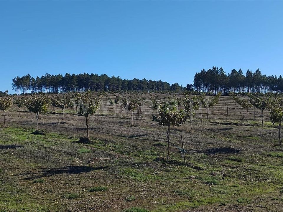 Erhvervsejendom i Penamacor, Castelo Branco - foto 3