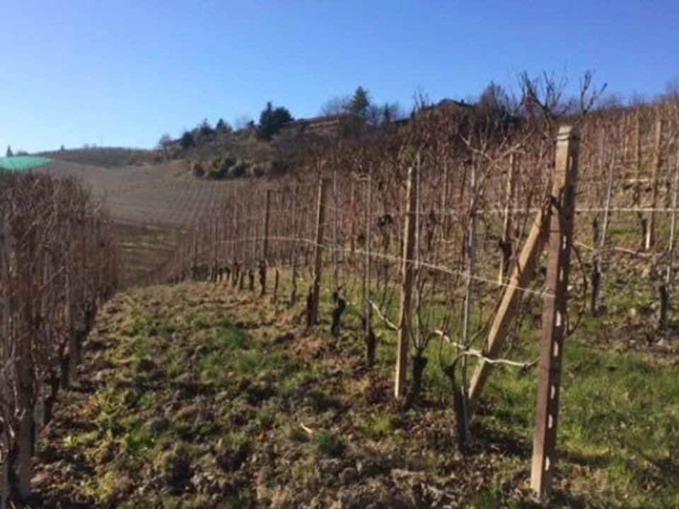 Helårsgrund i Barolo, Cuneo - foto 1