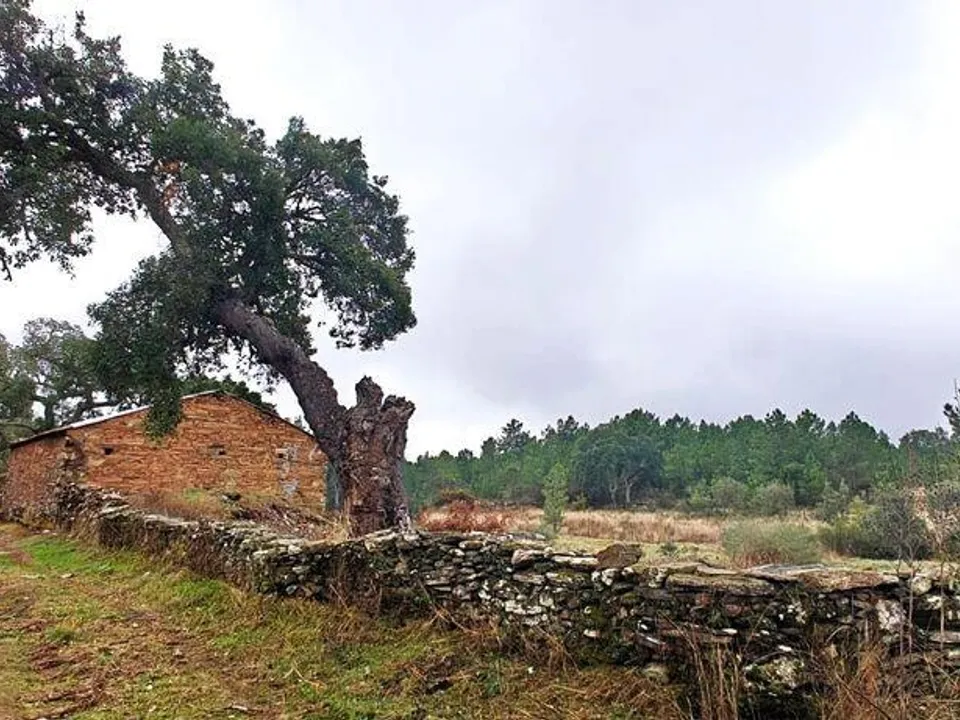 Farm i Castelo Branco, Castelo Branco - foto 4