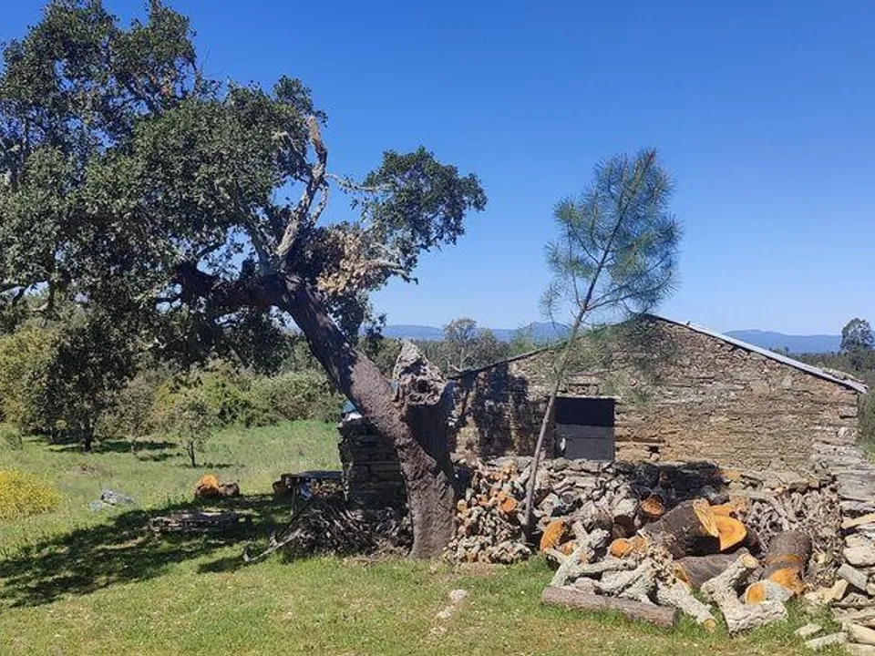 Farm i Castelo Branco, Castelo Branco - foto 1