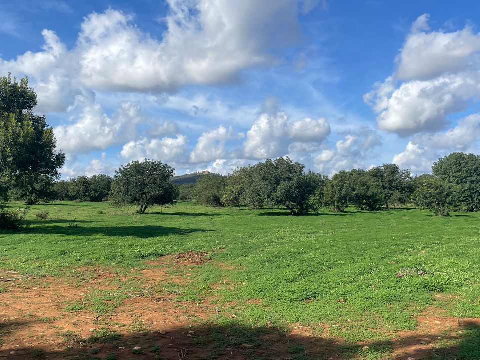 Helårsgrund i Porreres, Mallorca - foto 1
