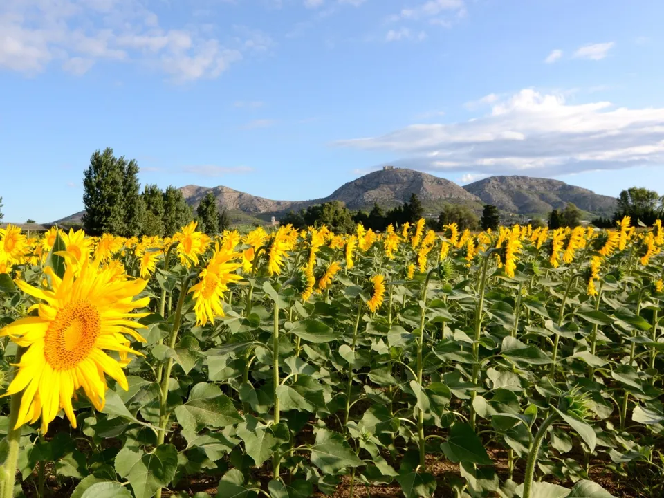 Helårsgrund i Torroella De Montgri, Gerona - foto 3