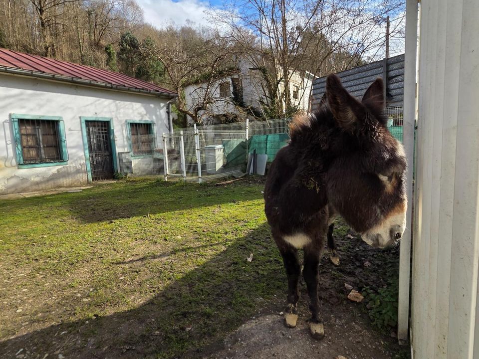 Helårsgrund i Villanueva (Pola De Siero), Asturias - foto 5