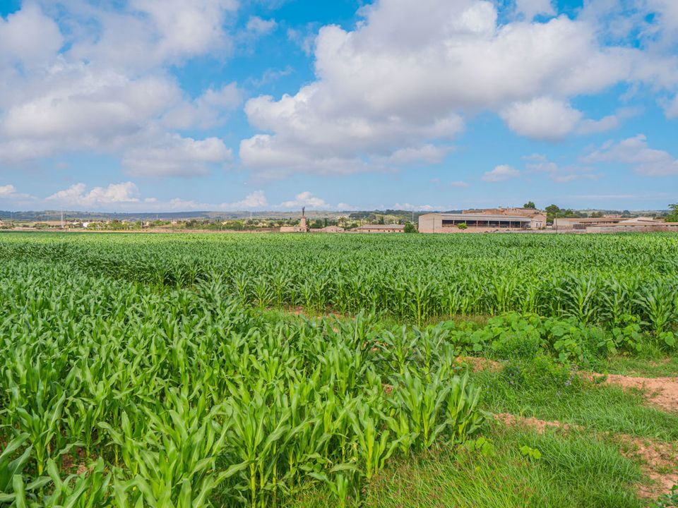 Finca i Son Gual, Mallorca - foto 3
