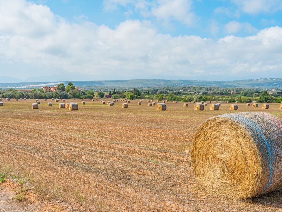 Tomt i Son Gual, Mallorca - bilde 5