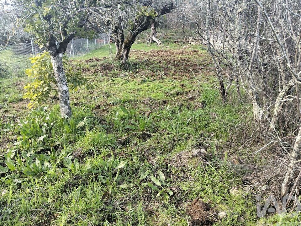Helårsgrund i Ferreira do Zezere, Santarem - foto 5