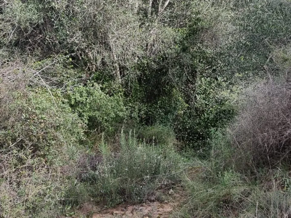 Finca i Benifallet, Tarragona - foto 3
