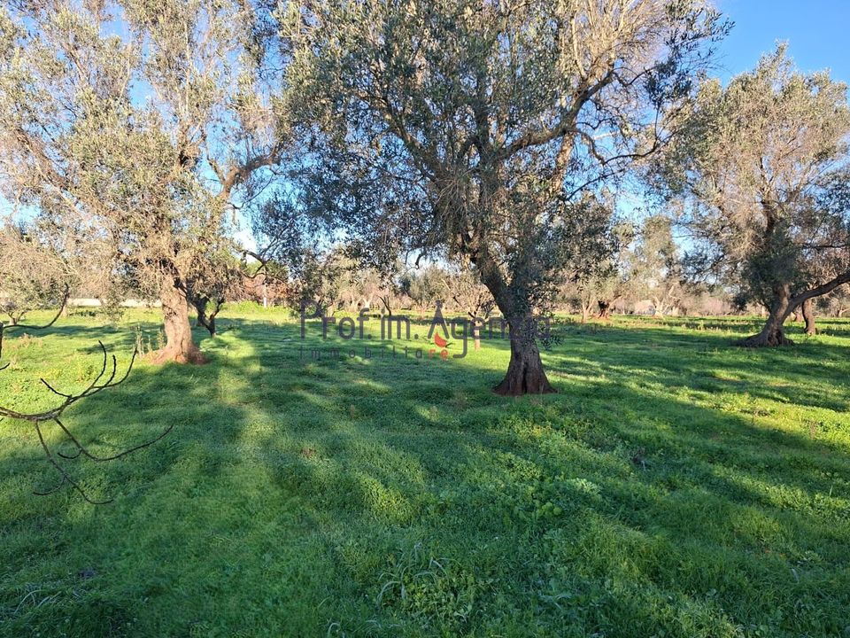Villa i San Michele Salentino, Brindisi - foto 5