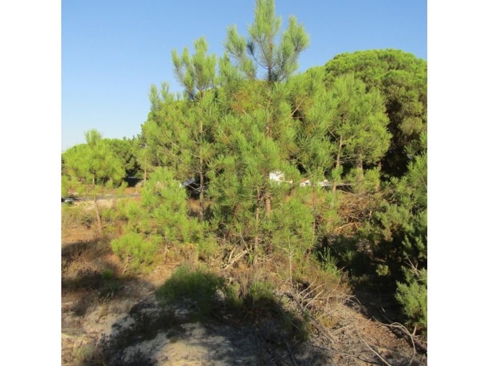 Helårsgrund i Santo Andre, Setubal - foto 1