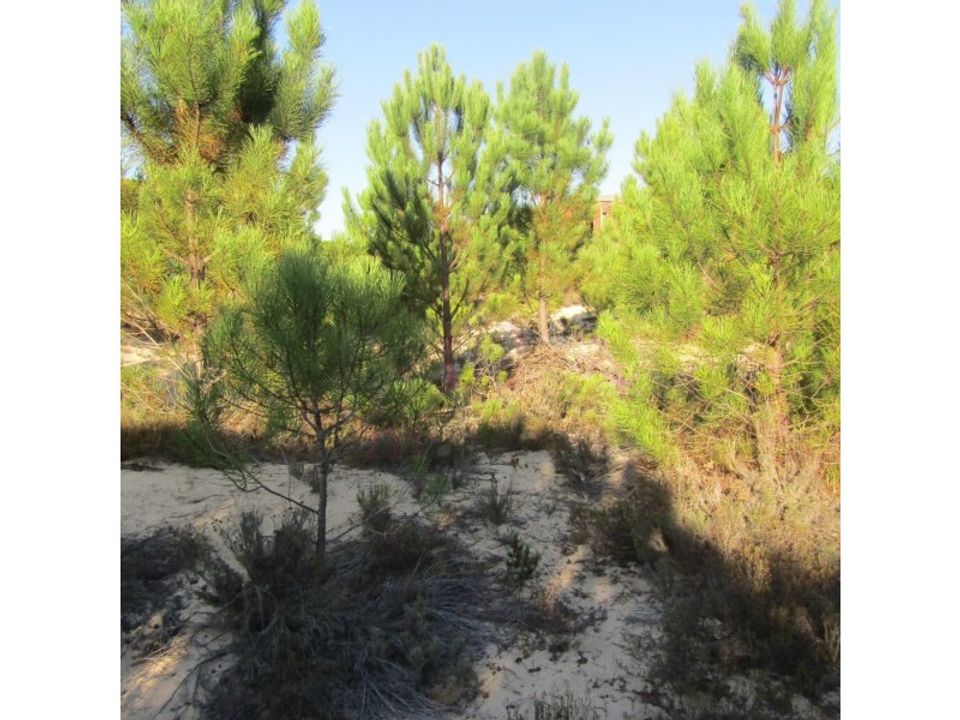 Helårsgrund i Santo Andre, Setubal - foto 3