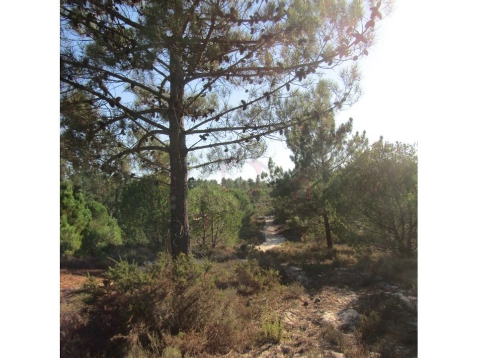 Helårsgrund i Santo Andre, Setubal - foto 5