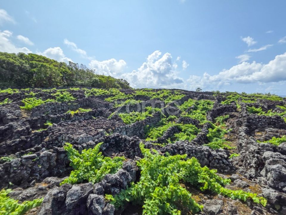 Helårsgrund i Madalena, Pico - foto 4