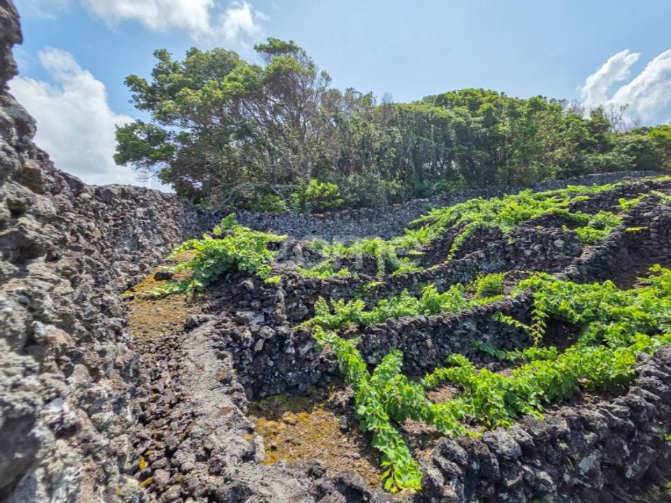 Helårsgrund i Madalena, Pico - foto 4