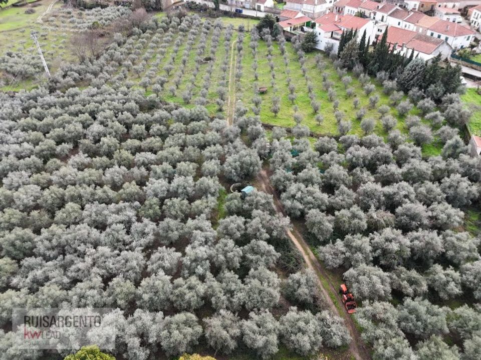 Farm i Aranhas, Castelo Branco - foto 3